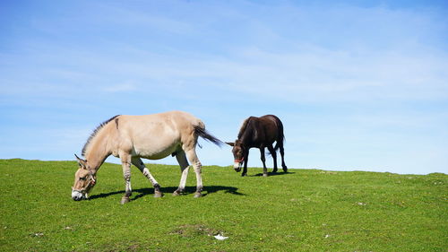 Horses grazing on field