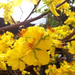 Close-up of yellow flowering plant
