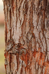 Close-up of tree trunk