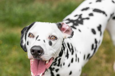 Close-up of dog sticking out tongue