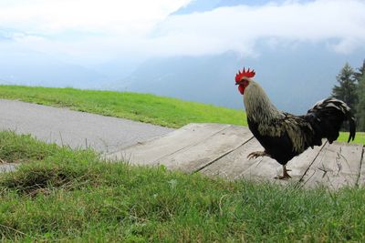 View of a bird on field