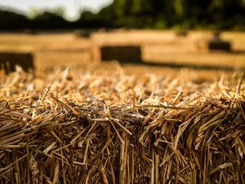 Close-up of corn field