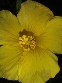 Close-up of yellow flowering plant