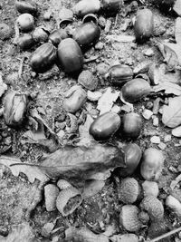 High angle view of shells