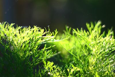 Close-up of grass growing in water