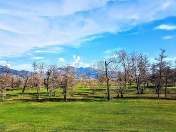 Trees on field against sky