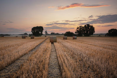 Scenic view of agricultural field against sky during sunset