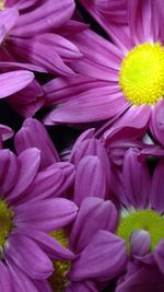 Close-up of purple flower