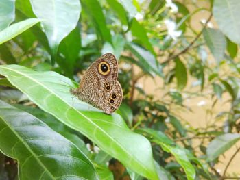 Close-up of butterfly on leaf