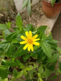 Close-up of daisy flower