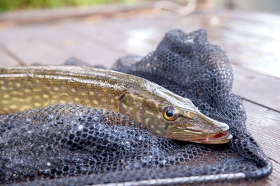 Close-up of fish