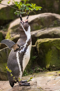 Close-up of penguin on wall