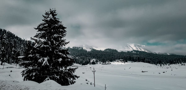 Pine trees on snow covered mountains against sky