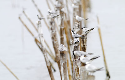 Close-up of icicles on frozen lake