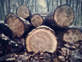 Stack of logs