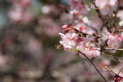 Close-up of bee hovering on pink flowers