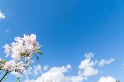 Close-up of white cherry blossom against blue sky