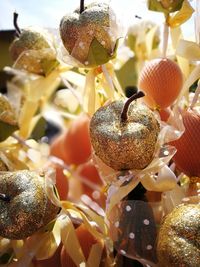 Close-up of crab