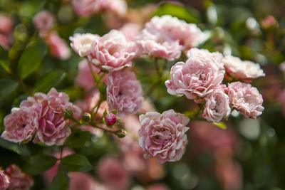 Close-up of pink flowers