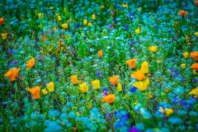 Close-up of flowering plants on field