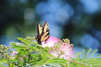 Close-up of butterfly pollinating on pink flower