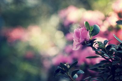 Close-up of pink flowers on tree