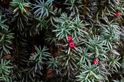 High angle view of a yew tree