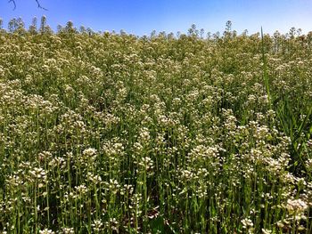 Yellow flowers growing in field