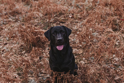 Portrait of a dog on field