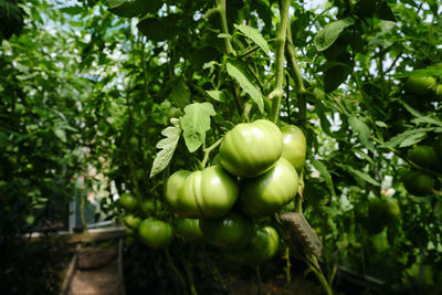 Ripening of tomato fruits among green foliage in a greenhouse on a summer day