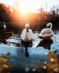 Swan floating on lake during sunset