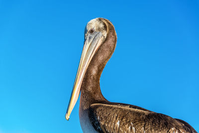 Low angle view of pelican against clear blue sky