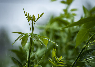 Close-up of plant