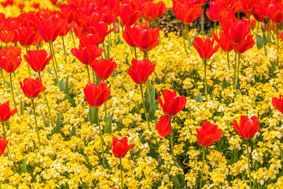 Close-up of red poppy flowers in bloom