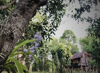 Trees and plants growing outside house in forest