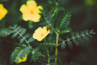 Close-up of bee pollinating on yellow flower