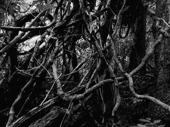 Full frame shot of tree roots