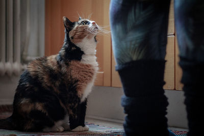 Close-up of cat on floor