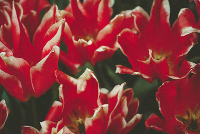 Close-up of red flowers