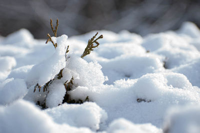 Close-up of snow covered plants on land