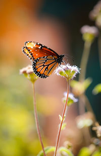 Close-up of butterfly pollinating on flower