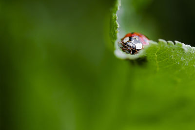 Lady bug close up view