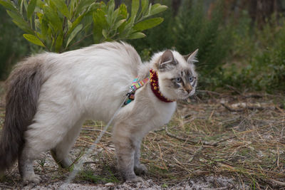 Cat standing in a field