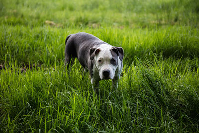 Portrait of dog on grass