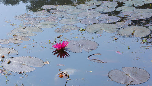 High angle view of pink lotus water lily in lake