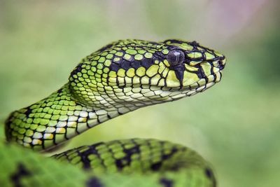 Close-up of green snake