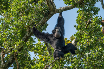 Low angle view of monkey on tree