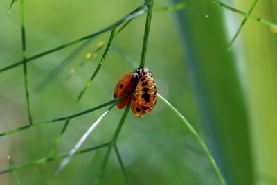 Close-up of hatching ladybird beetle