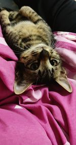 Close-up portrait of a cat