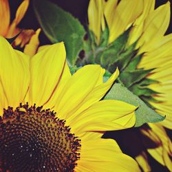 Close-up of sunflower